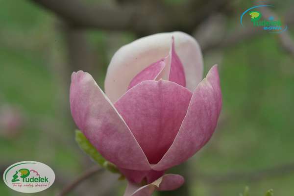 Magnolia Lombardy Rose